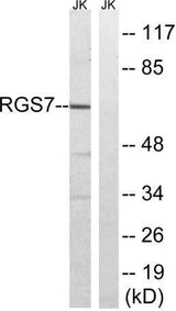 RGS7 rabbit pAb