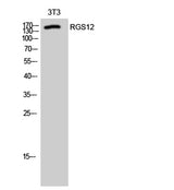 RGS12 rabbit pAb 50µL/100µL