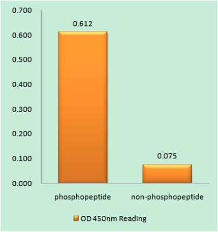 RGS16 (phospho Tyr168) rabbit pAb