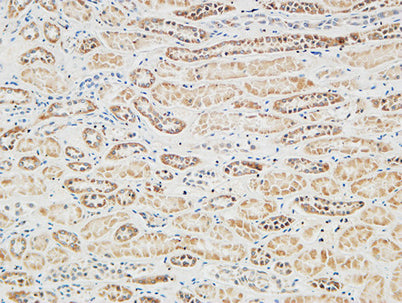 RGS16 rabbit pAb 50µL/100µL