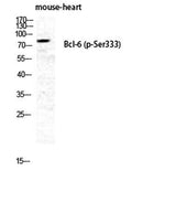 Bcl-6 (phospho Ser333) rabbit pAb