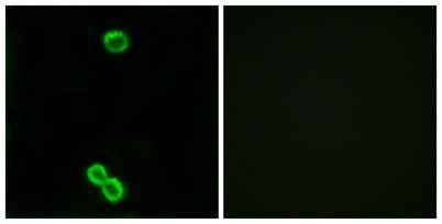 Ribosomal Protein L3L rabbit pAb