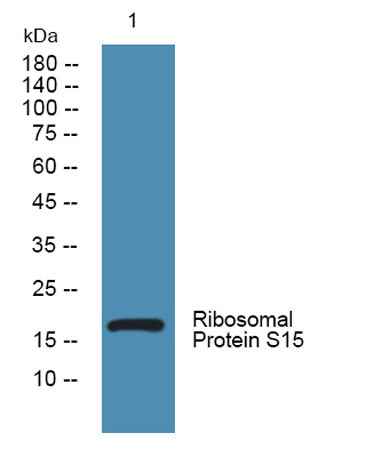 Ribosomal Protein S15 rabbit pAb