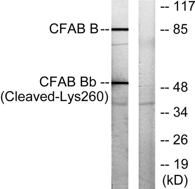 Cleaved-Factor B Bb (K260) rabbit pAb 50µL/100µL
