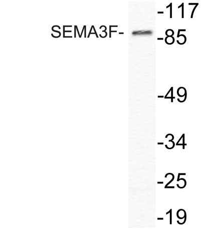 SEMA3F rabbit pAb