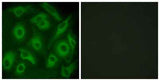Cadherin-23 rabbit pAb