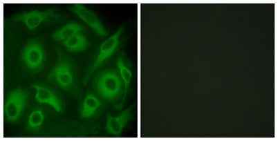 Cadherin-23 rabbit pAb