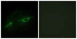 Cadherin-22 rabbit pAb