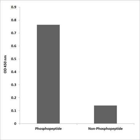CD318 (phospho Tyr707) rabbit pAb