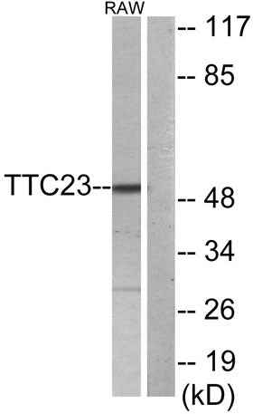TTC23 rabbit pAb