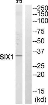 Six1 rabbit pAb