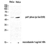 p47-phox (phospho Ser359) rabbit pAb