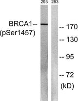 BRCA1 (phospho Ser1457) rabbit pAb
