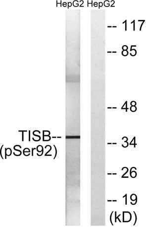 TIS11B (phospho Ser92) rabbit pAb