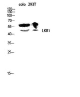 LKB1 rabbit pAb