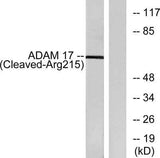 Cleaved-TACE (R215) rabbit pAb