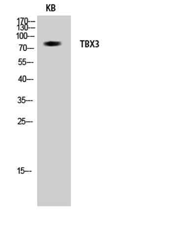 TBX3 rabbit pAb