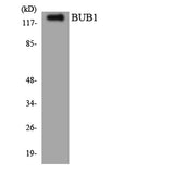 BUB1 rabbit pAb 50µL/100µL