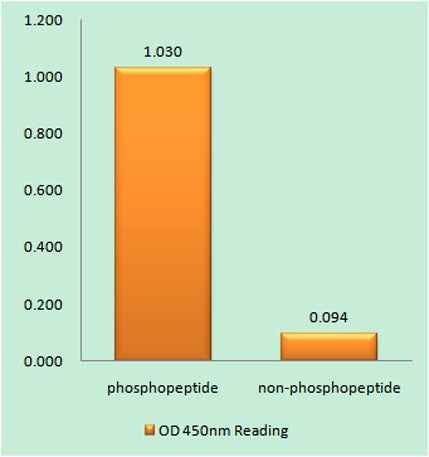 Tie-2 (phospho Tyr1108) rabbit pAb