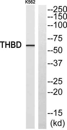 CD141 rabbit pAb