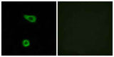 TNFα-IP 2 rabbit pAb