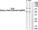 Cleaved-C1r HC (R463) rabbit pAb