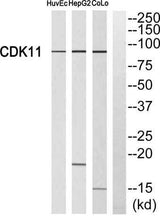 Cdk11A/B rabbit pAb