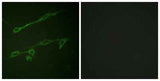 Vav2 (phospho Tyr142) rabbit pAb
