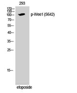 Wee1 (phospho Ser642) rabbit pAb