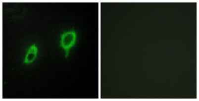 14-3-3 γ rabbit pAb