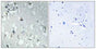 14-3-3 η rabbit pAb