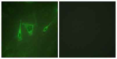 14-3-3 ζ/δ rabbit pAb