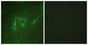 14-3-3 ζ/δ rabbit pAb