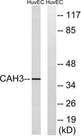 CA III rabbit pAb