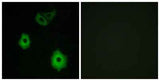 Olfactory receptor 5H6 rabbit pAb