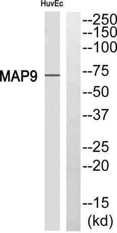 MAP-9 rabbit pAb
