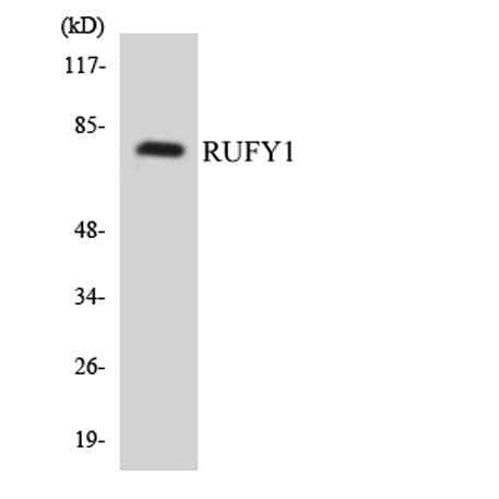 RUFY1 rabbit pAb