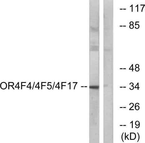 Olfactory receptor 4F4/4F5/4F17 rabbit pAb