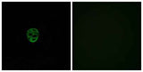 Olfactory receptor 2AE1 rabbit pAb