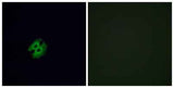 Olfactory receptor 2G2 rabbit pAb
