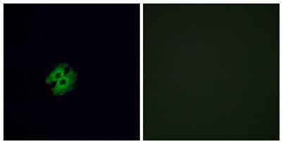 Olfactory receptor 2G2 rabbit pAb
