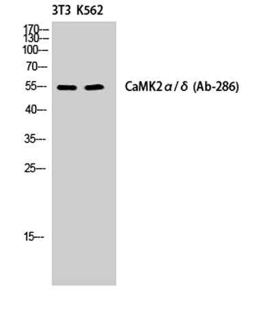 CaMKIIα/δ rabbit pAb