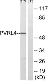 Nectin 4 rabbit pAb