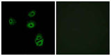 Olfactory receptor 2B2 rabbit pAb