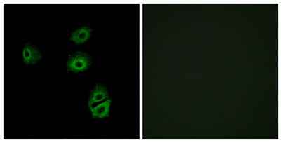 Olfactory receptor 2B2 rabbit pAb