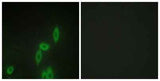 Protocadherin-11 rabbit pAb