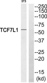 TCF-3 rabbit pAb