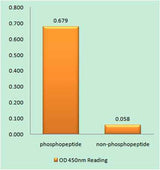 Histone H3 (phospho Thr11) rabbit pAb
