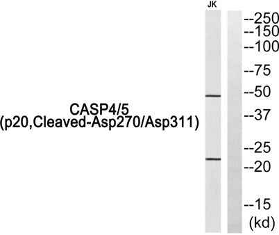 Cleaved-Caspase-4/5 p20 (D270/D311) rabbit pAb