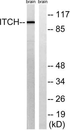 AIP4 rabbit pAb